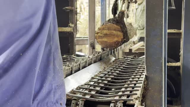 Log Entering Saw Machine