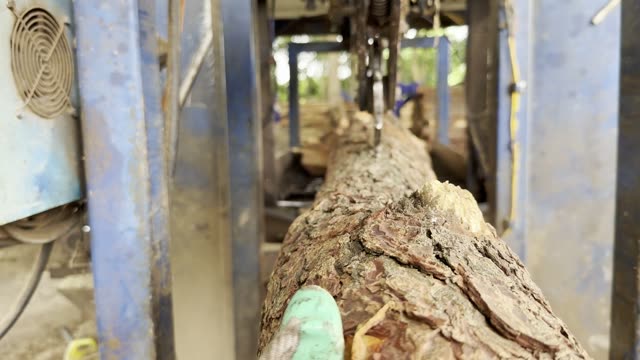 Sawing Log On Conveyor