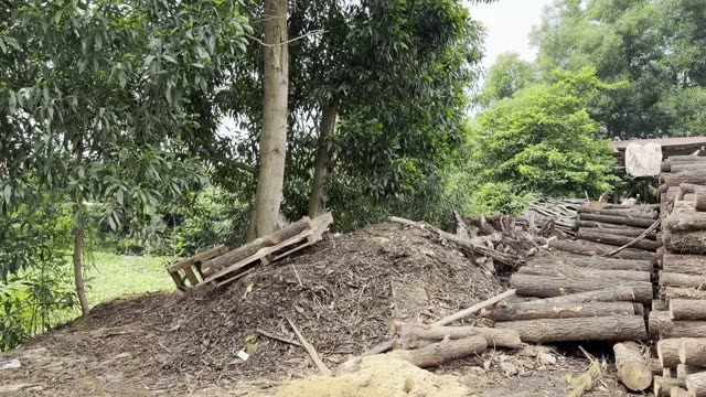 Timber Yard With Log Piles