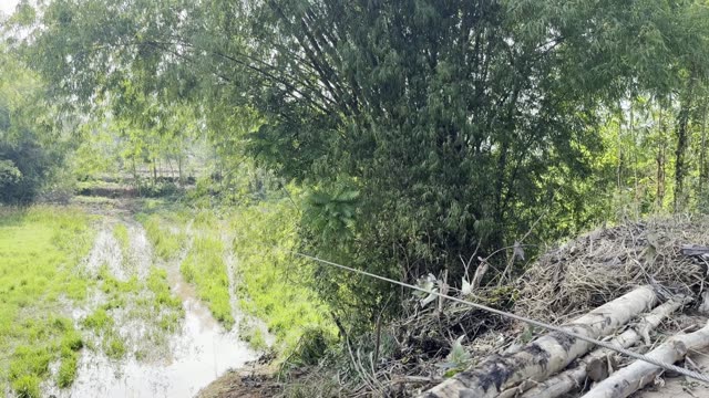 Flooded Paddy And Bamboo