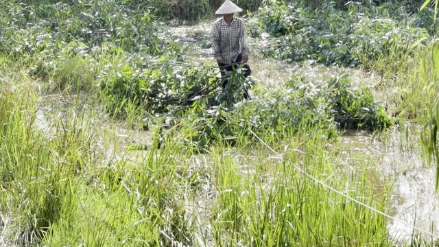 Farmer In Flooded Field