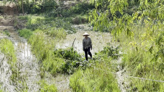 Farmer Wading The Paddy
