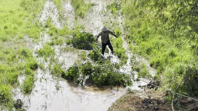 Dragging Foliage Across Paddy