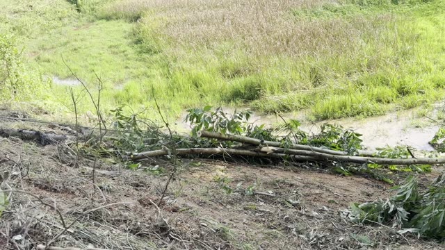 Cut Logs By The Paddy