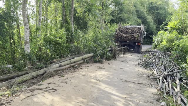 Timber Truck In The Woods