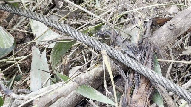 Steel Cable Over Branches