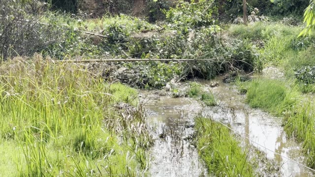 Stream Through The Grass