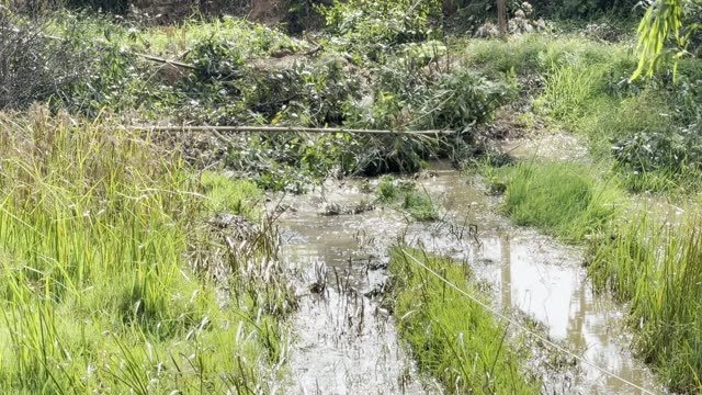 Cut Branch Over Stream