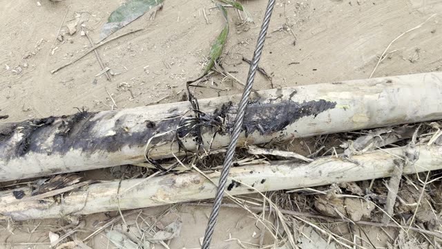 Cable Tied To A Log