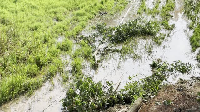 Cut Branches In The Paddy