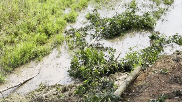 Foliage On Flooded Field