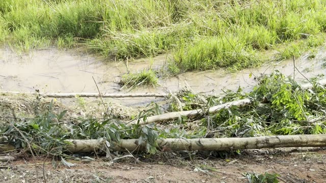 Cut Logs At Water Edge