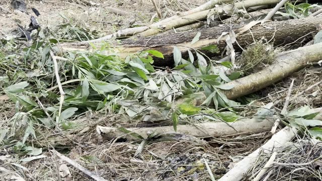 Cut Logs And Foliage