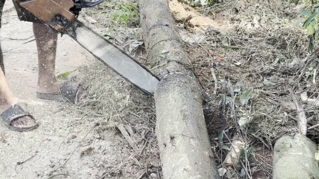 Chainsaw Through Timber