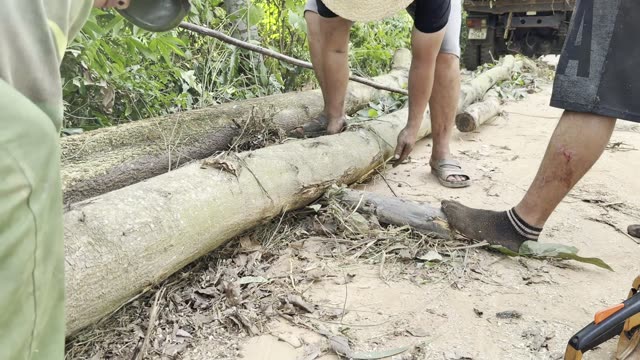 Workers Around The Logs