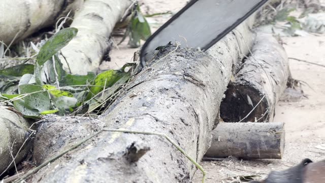Chainsaw Cuts The Log