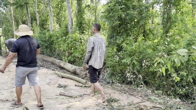 Logs On The Cleared Path