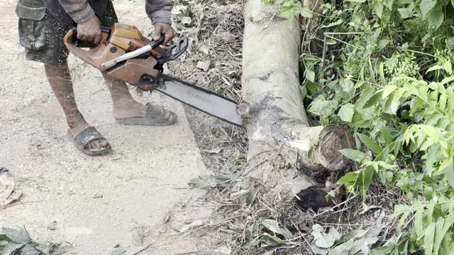 Cutting The Tree Base