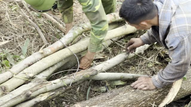 Cut Poles On The Ground