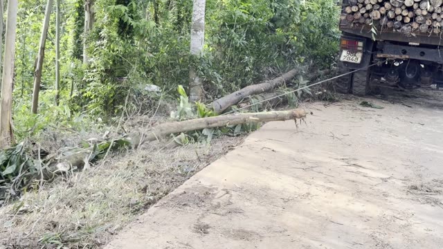 Winching A Tree To The Truck