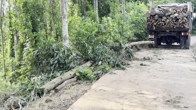 Cable Drags The Tree