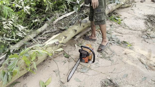 Chainsaw By Felled Tree