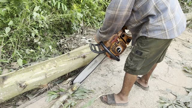 Sawing The Trunk