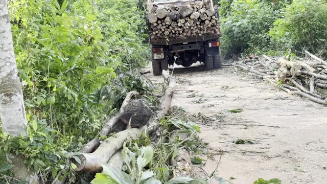 Log Truck On Forest Road