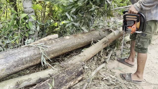 Cutting The Felled Log