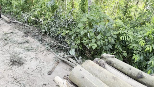 Cut Poles By The Path