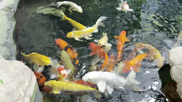 Colorful Koi Carp Swimming