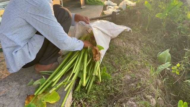 Hands Bundling Green Stems