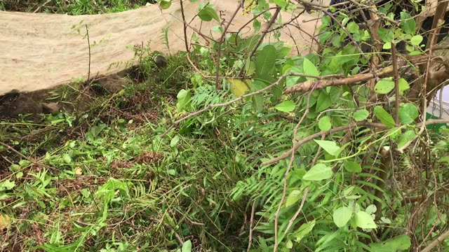 Cut Branches And Ferns Pile