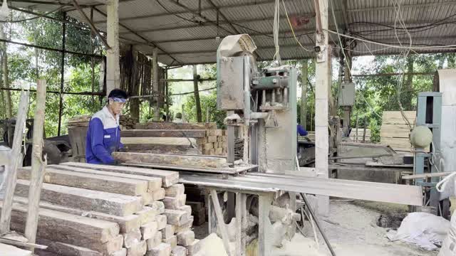 Cutting Timber On Bandsaw