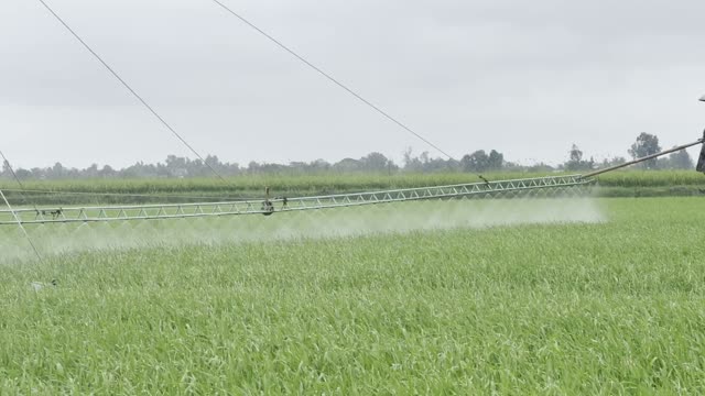 Misting The Rice Tops