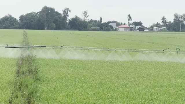 Spraying Paddy By Treeline