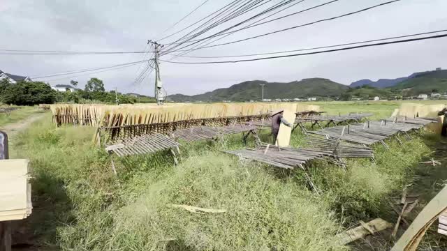 Veneer Drying Yard And Hills