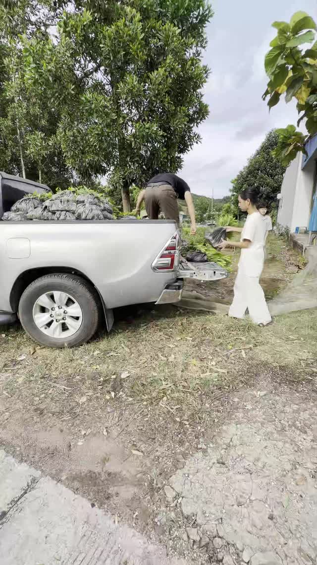 Loading Seedlings Onto Truck