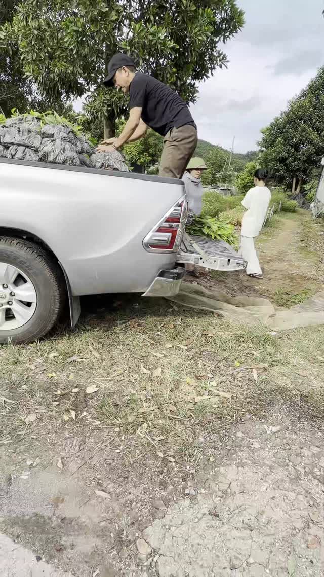 Man Loading Seedling Bundles