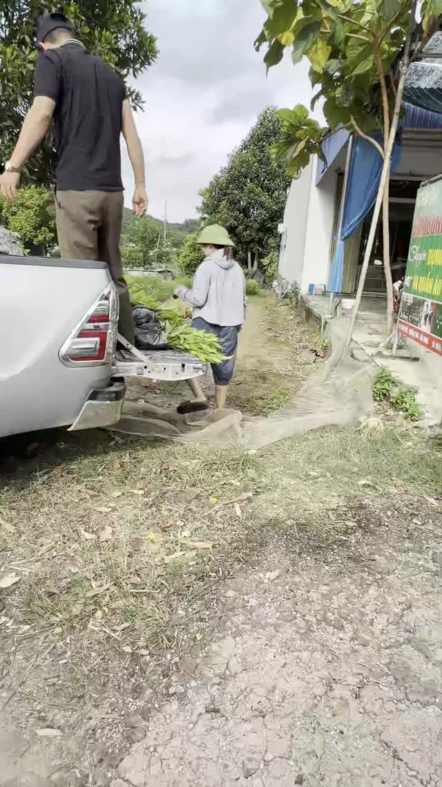 Carrying Seedlings To Truck
