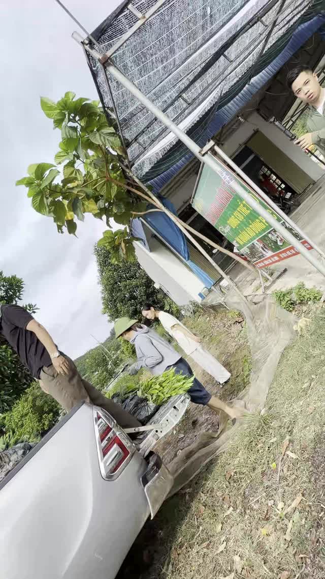 Stacking Seedlings On Pickup