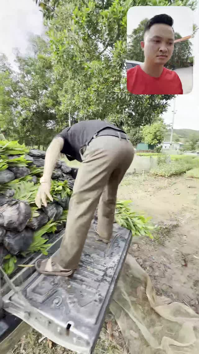 Loading Seedlings At Nursery