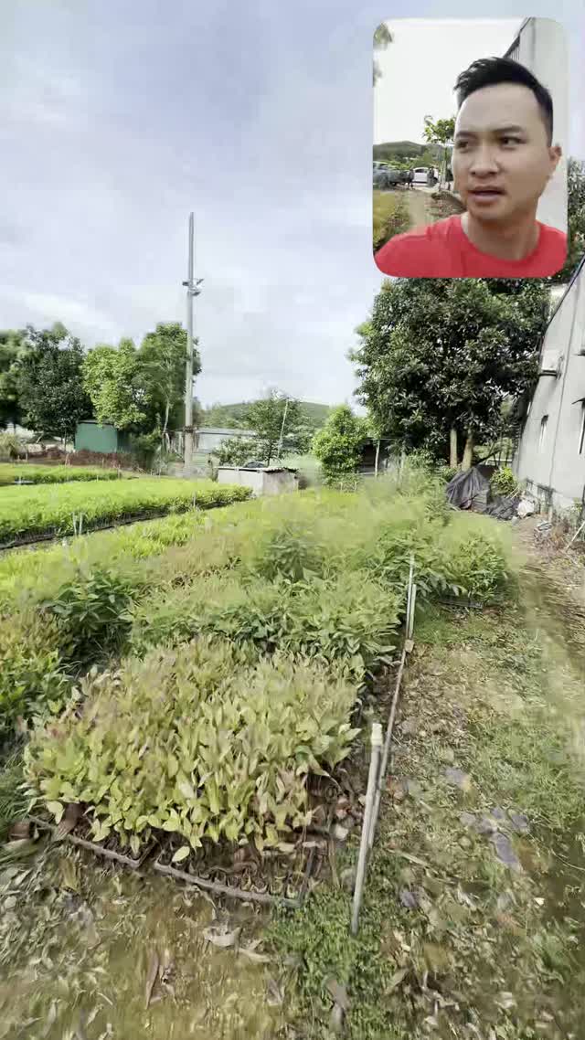 Wide View Of Nursery
