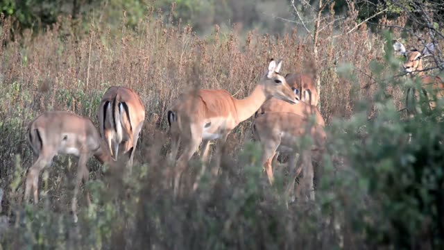 Impala Herd Crossing Dirt Road