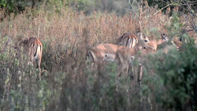 Impala Herd Crossing Dirt Road