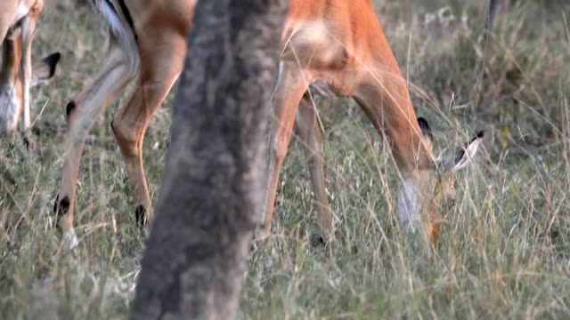 Impala Herd Crossing Dirt Road