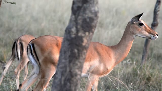 Impala Leaping Through Grass