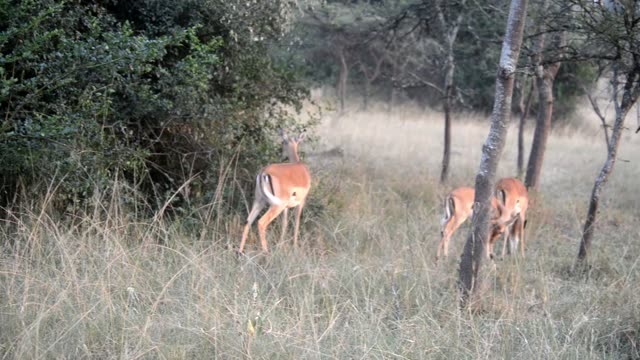 Impala Herd Crossing Dirt Road