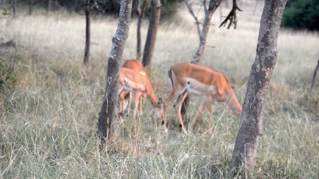 Impala Leaping Through Grass