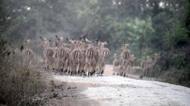 Impala Herd Crossing Dirt Road
